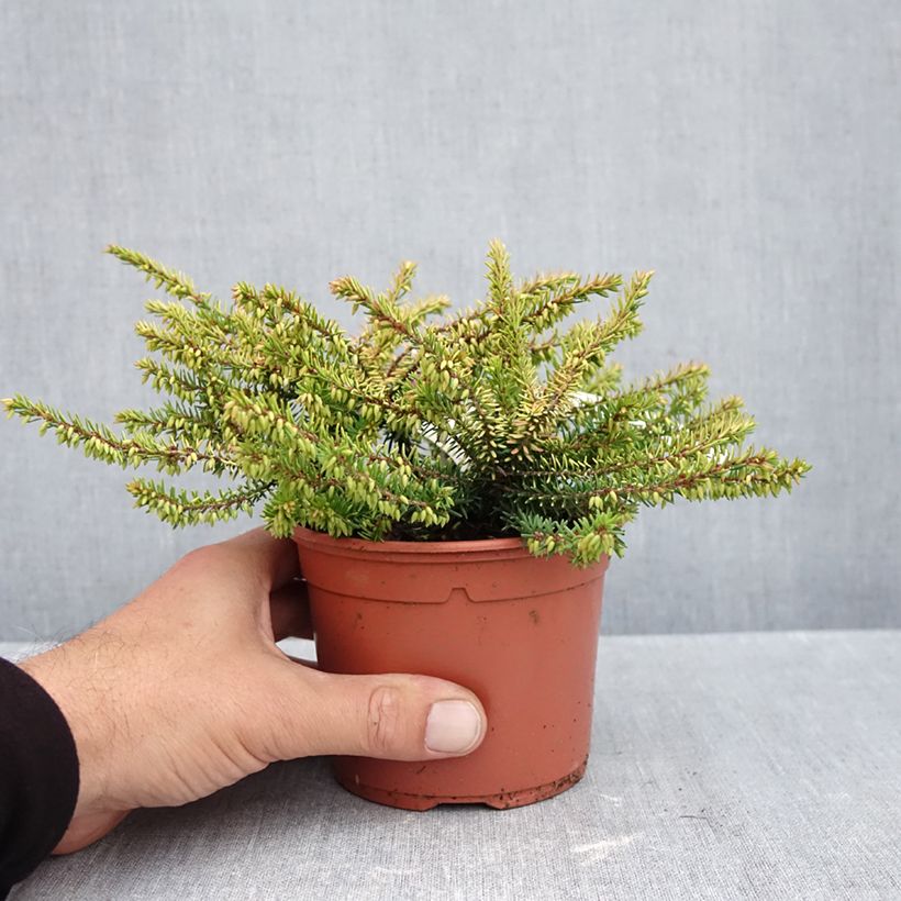 Spécimen de Bruyère d'hiver Winter Belles Tylou - Erica x darleyensis Pot de 1L/1,5L tel que livré en automne