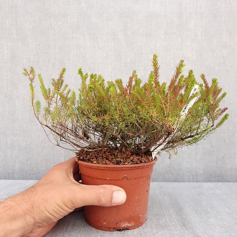 Spécimen de Bruyère de Darley - Erica darleyensis Furzey Pot de 1L/1,5L tel que livré en été