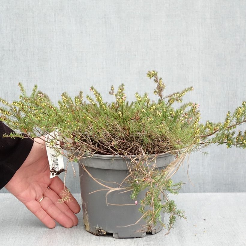 Spécimen de Bruyère de Darley - Erica darleyensis Furzey Pot de 2L/3L tel que livré en automne
