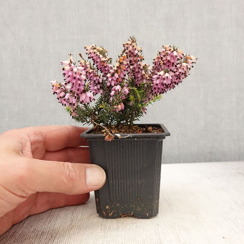 Example of Bruyère de neiges - Erica carnea Ruby Glow Godet de 8/9 cm as you get in printemps