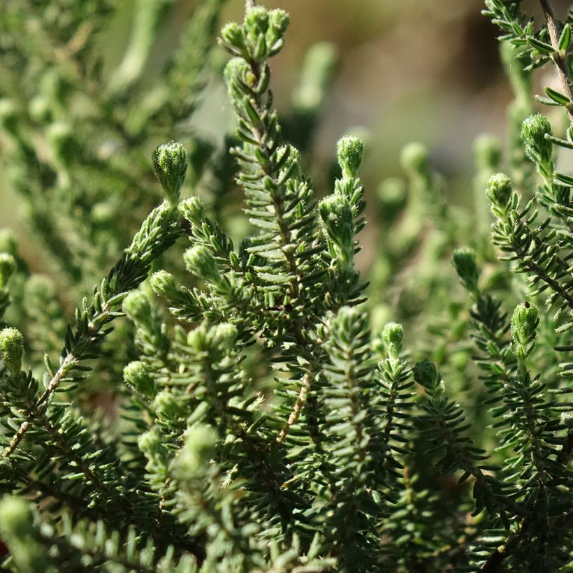 Bruyère des marais - Erica tetralix Alba (Feuillage)