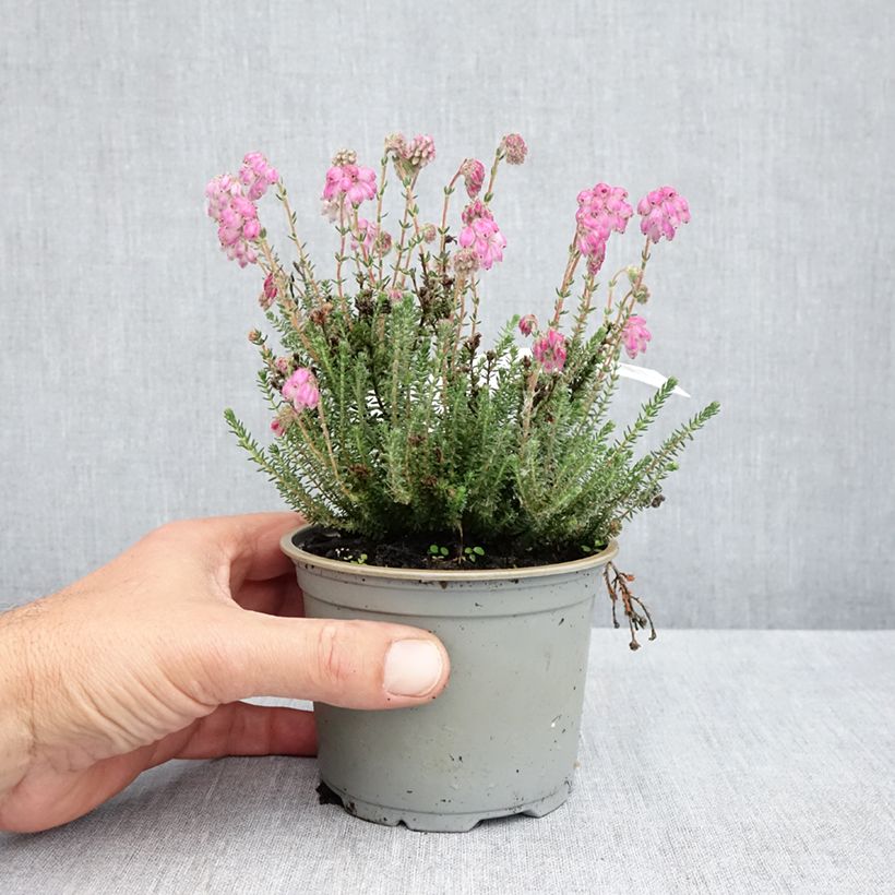 Example of Bruyère des marais - Erica tetralix Con Underwood Pot de 12 cm / 13 cm as you get in printemps