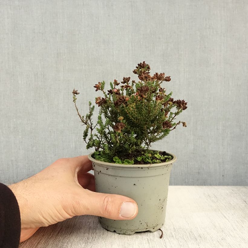 Spécimen de Bruyère des marais - Erica tetralix Pot de 10 cm/11cm tel que livré en automne