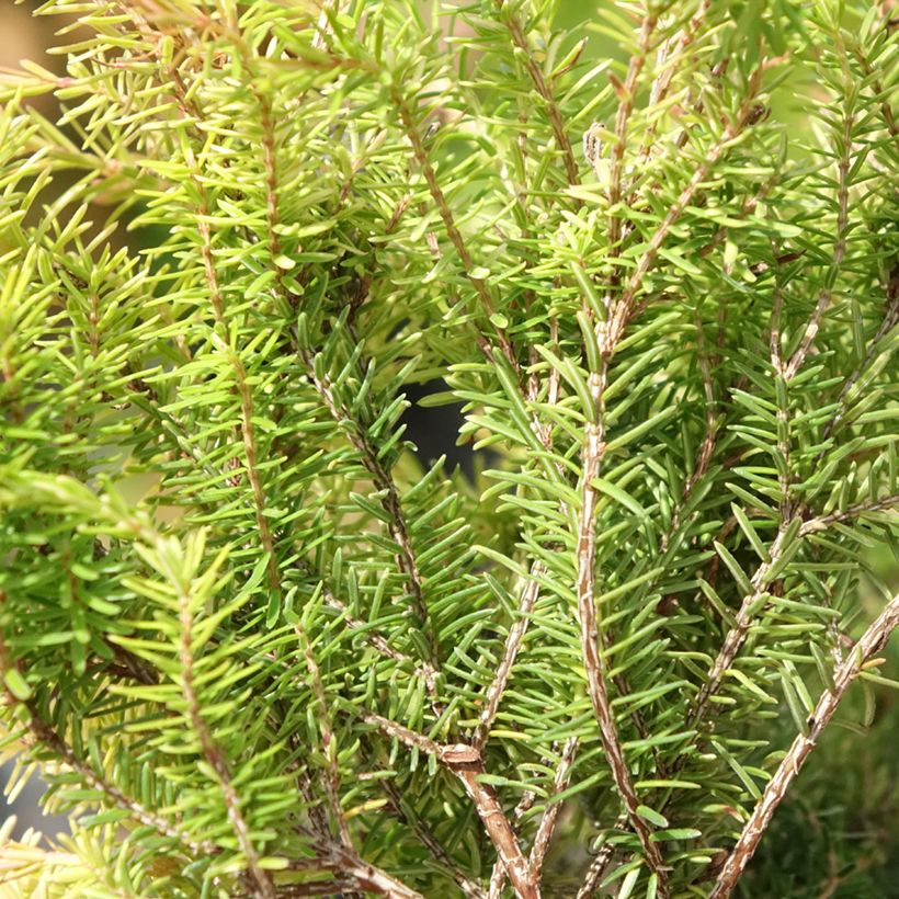 Bruyère des neiges - Erica carnea Foxhollow (Foliage)