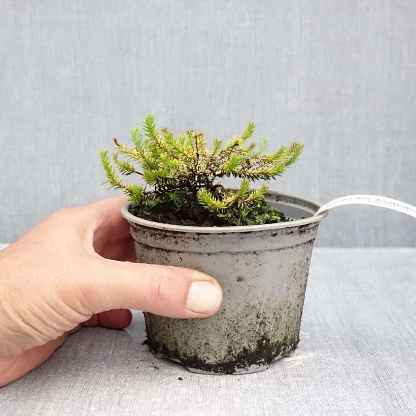 Spécimen de Bruyère des neiges - Erica carnea Foxhollow Pot de 12 cm / 13 cm tel que livré en automne