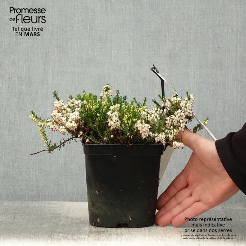 Example of Bruyère des neiges - Erica carnea Isabell  Pot de 2L/3L as you get in printemps