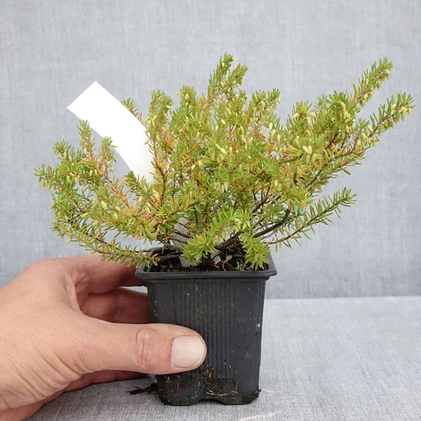 Spécimen de Bruyère des neiges - Erica carnea Jenny Porter Godet de 8/9 cm tel que livré en automne