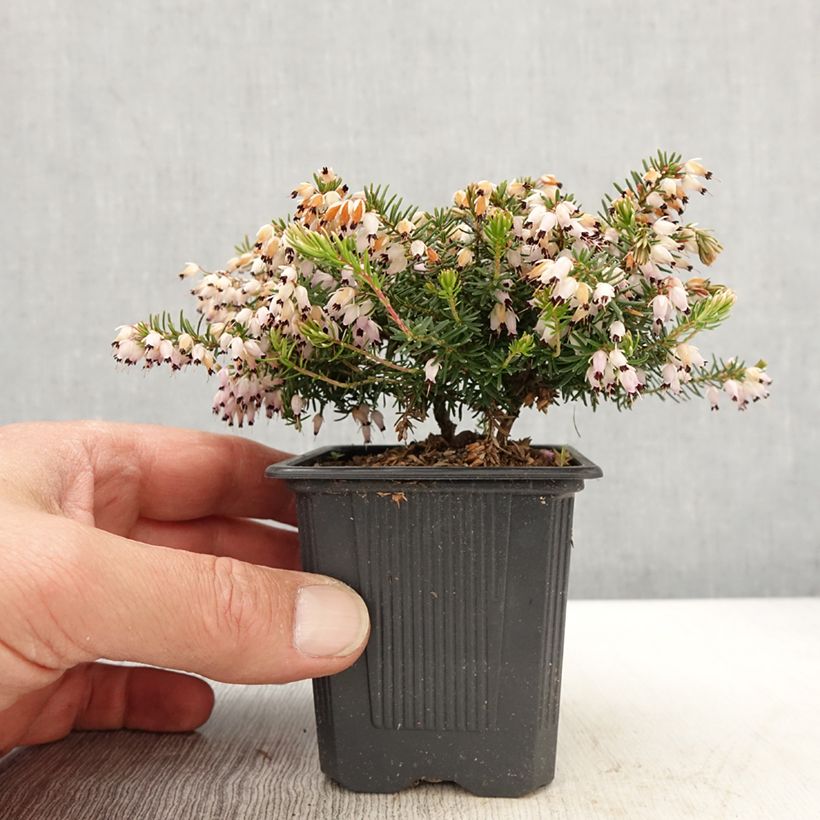 Example of Bruyère des neiges - Erica carnea Jenny Porter Godet de 8/9 cm as you get in printemps