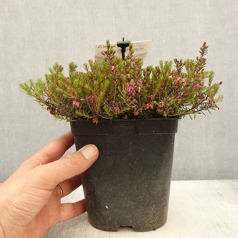 Example of Bruyère des neiges - Erica carnea Myreton Ruby  Pot de 1,5L/2L as you get in printemps