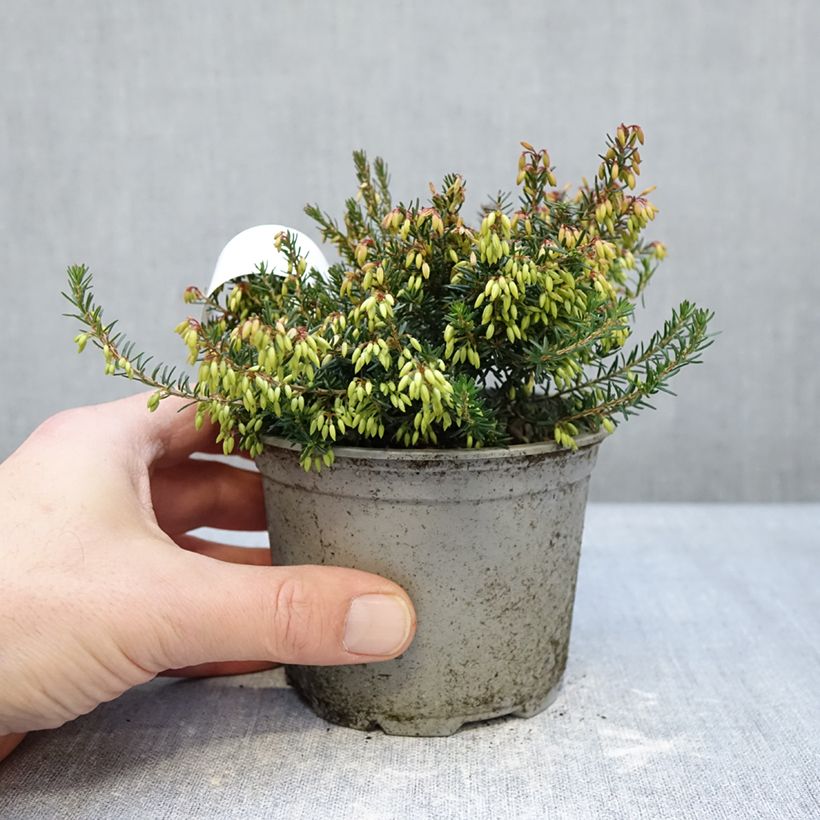 Example of Bruyère des neiges - Erica carnea Rosalie Pot de 12 cm / 13 cm as you get in hiver