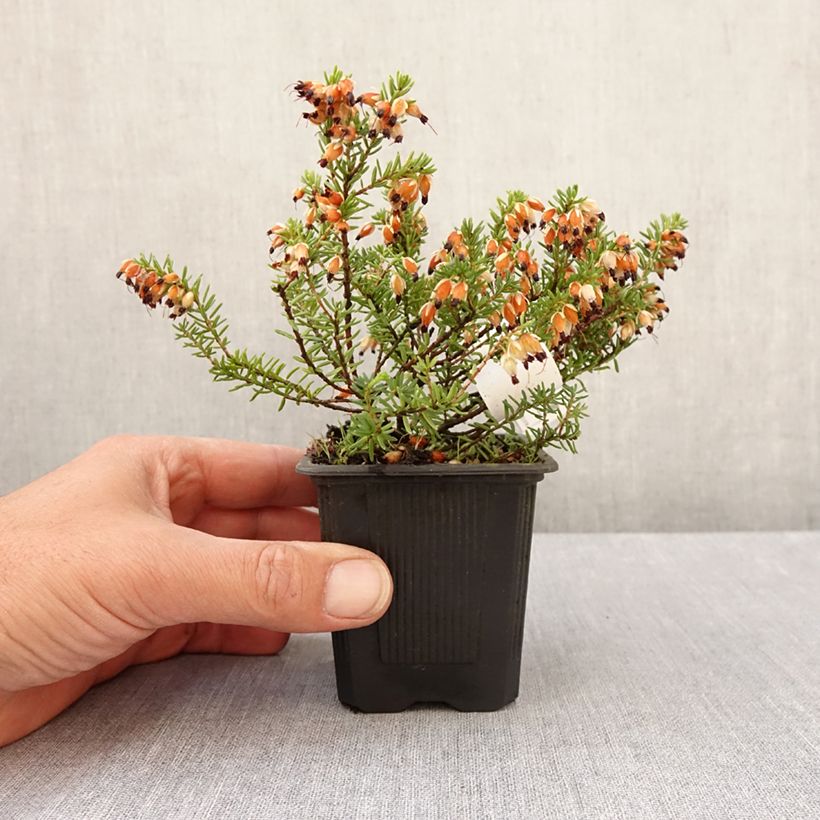 Example of Bruyère des neiges - Erica carnea Snow Queen Godet de 8/9 cm as you get in printemps