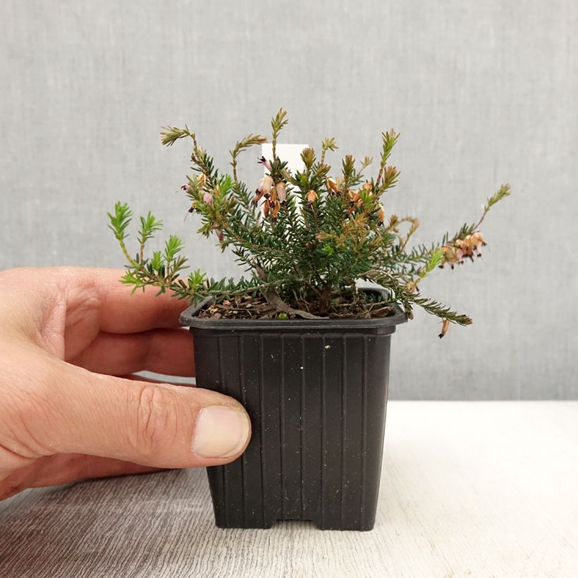 Example of Bruyère des neiges - Erica carnea Springwood Pink Godet de 8/9 cm as you get in printemps
