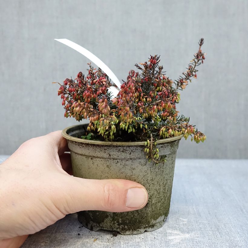 Example of Bruyère des neiges - Erica carnea Wintersonne Pot de 12 cm / 13 cm as you get in hiver