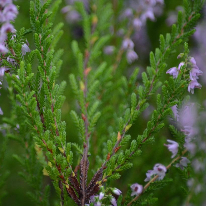 Bruyère d'été - Calluna vulgaris Spring Torch (Foliage)
