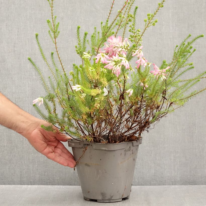 Spécimen de Bruyère du Cap - Erica verticillata Pot de 4L/5L tel que livré en été
