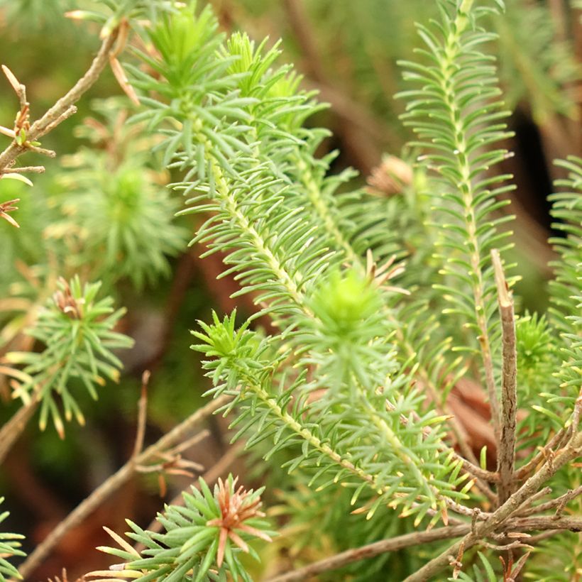 Bruyère du Cap - Erica verticillata (Feuillage)