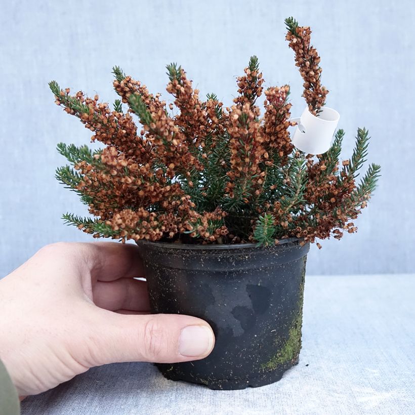 Example of Bruyère vagabonde - Erica vagans Birch Glow Pot de 12 cm / 13 cm as you get in hiver