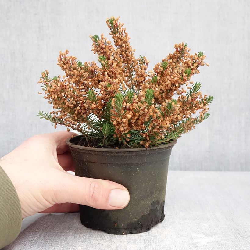 Example of Bruyère vagabonde - Erica vagans Holden Pink Pot de 12 cm / 13 cm as you get in hiver