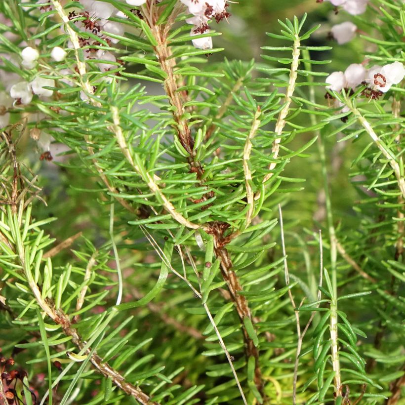 Bruyère vagabonde - Erica vagans Mrs D.F. Maxwell (Foliage)