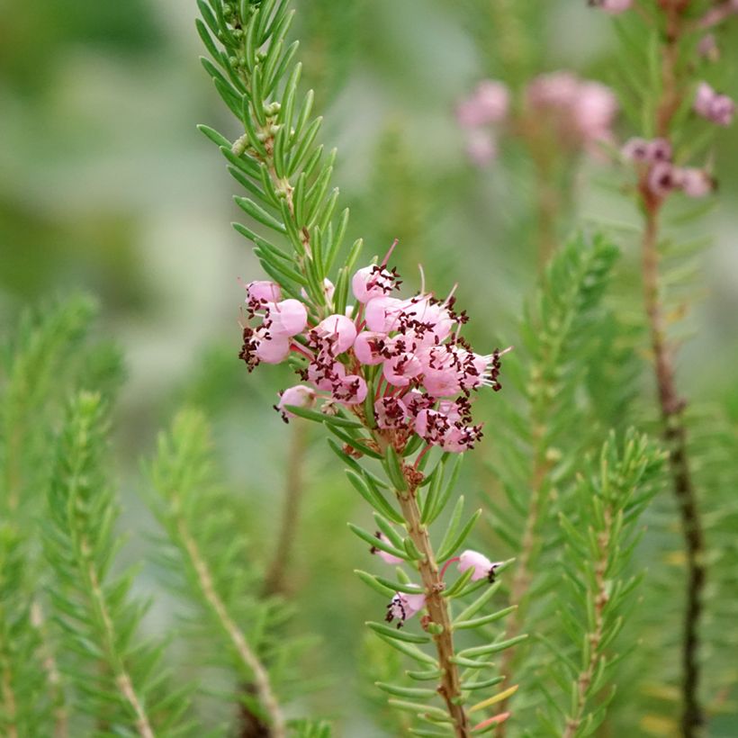 Bruyère vagabonde - Erica vagans Pyrenees Pink (Flowering)