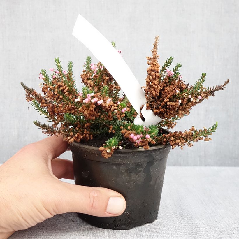 Spécimen de Bruyère vagabonde - Erica vagans Pyrenees Pink Pot de 12 cm / 13 cm tel que livré en automne