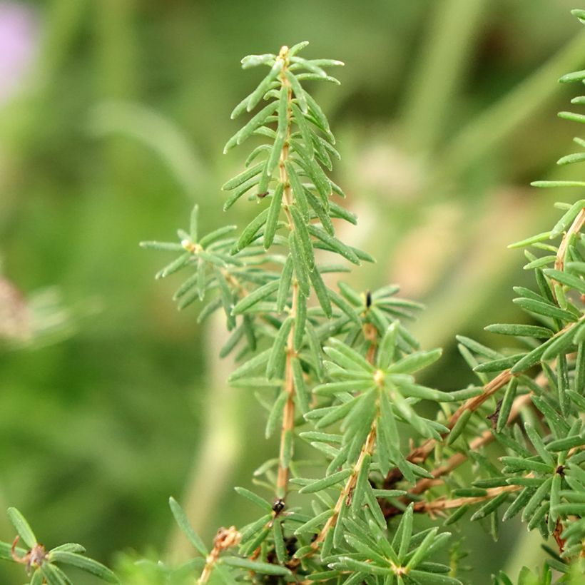 Bruyère vagabonde - Erica vagans Pyrenees Pink (Foliage)