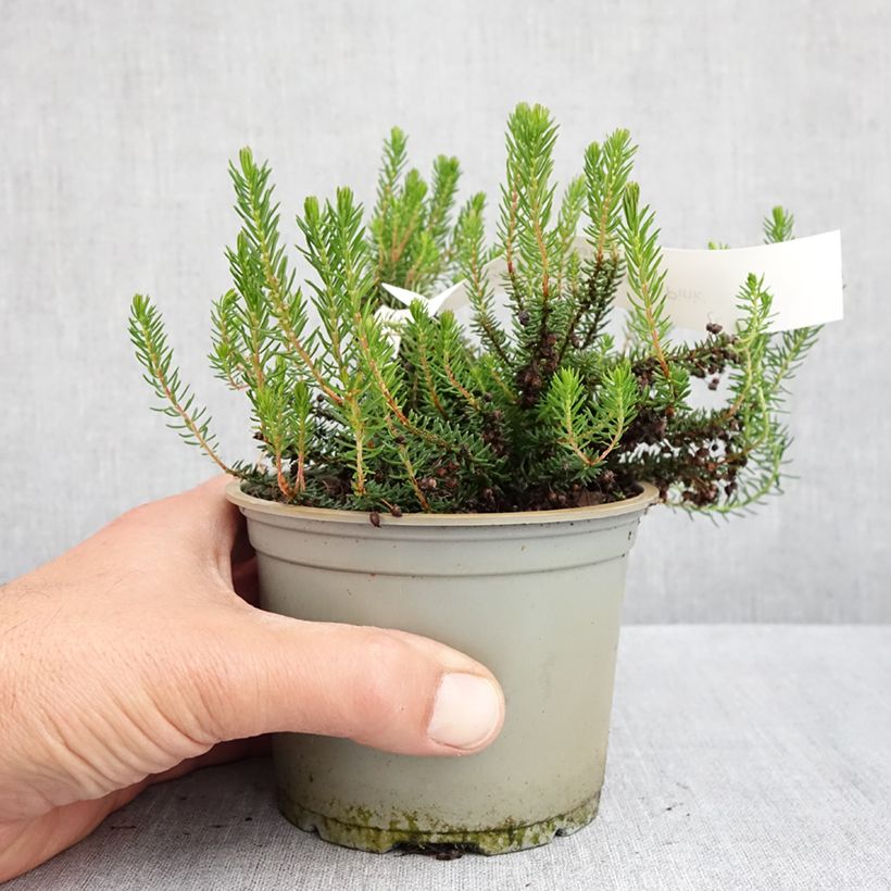 Example of Bruyère vagabonde - Erica vagans Pyrenees Pink Pot de 12 cm / 13 cm as you get in printemps