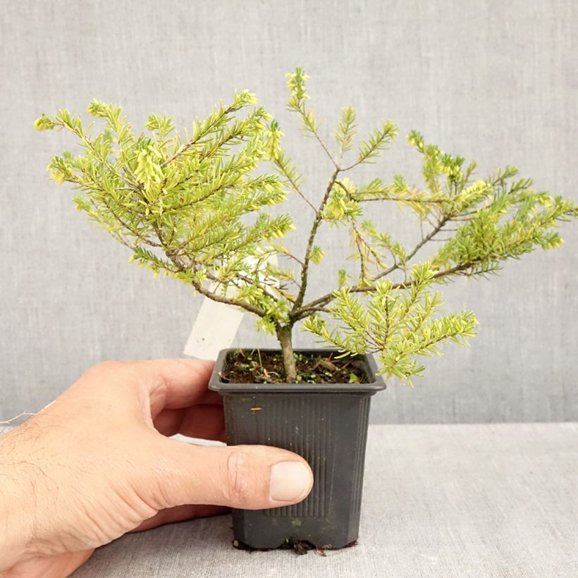 Example of Bruyère vagabonde - Erica vagans White Rocket Godet de 8/9 cm as you get in automne