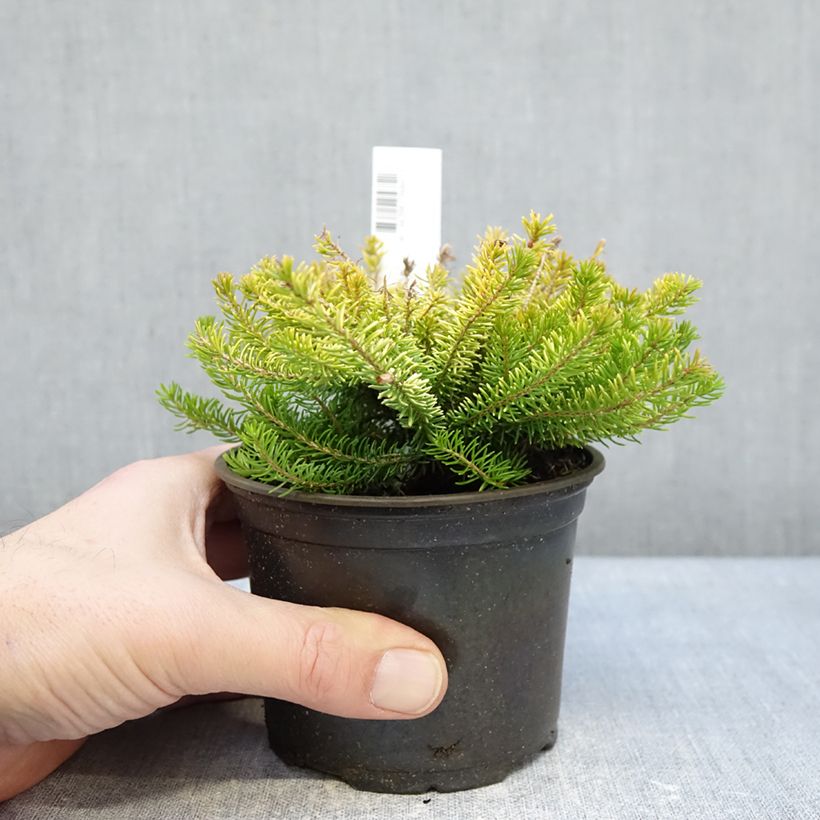 Spécimen de Bruyère vagabonde - Erica vagans Yellow John Pot de 12 cm / 13 cm tel que livré en hiver