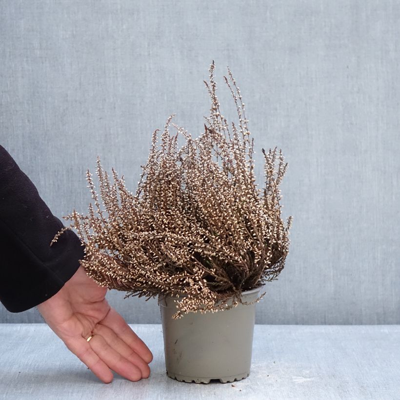 Example of Bruyères d'été - Calluna Trio Girls Martina - Betty - Zelda Pot de 1L/1,5L as you get in hiver