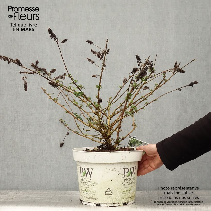 Example of Buddleia Blue Chip - Arbre aux papillons nain Pot de 7,5L/10L as you get in printemps