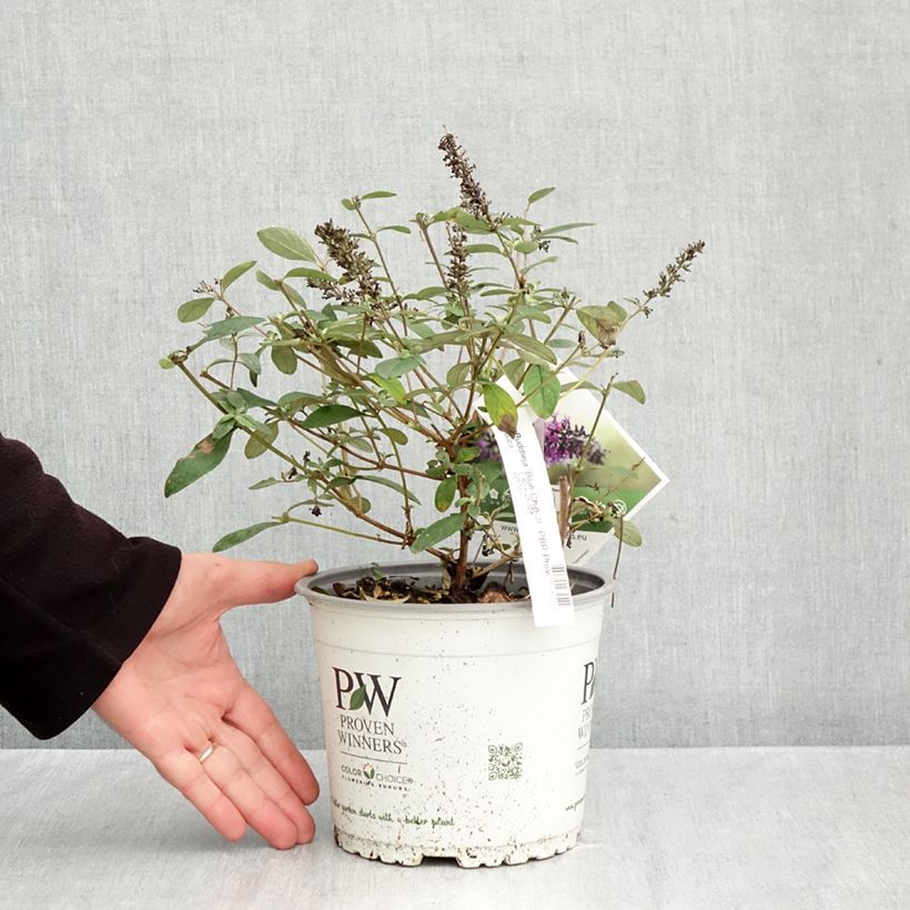 Spécimen de Buddleia Blue Chip Jr - Arbre aux papillons nain Pot de 2L/3L tel que livré en automne