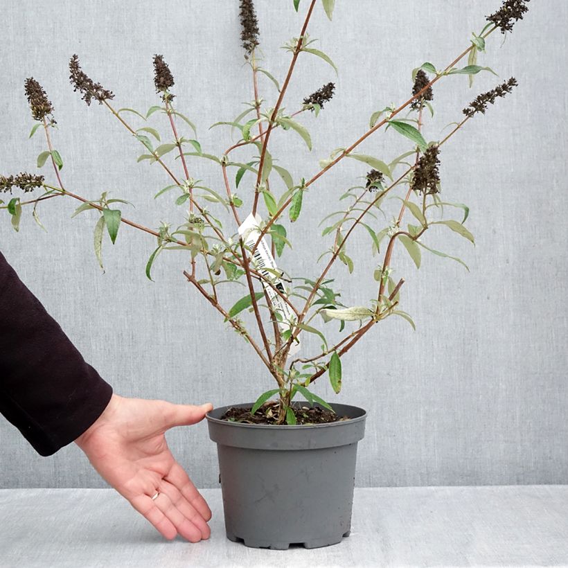 Spécimen de Buddleia davidii Black Knight - Arbre aux papillons Pot de 2L/3L tel que livré en automne