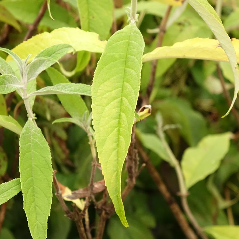 Buddleia davidii Marbled White - Arbre aux Papillons (Foliage)