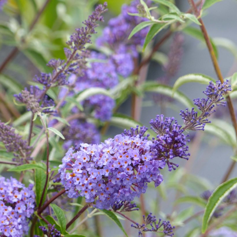 Buddleia davidii Nanho Blue  - Arbre aux papillons nain (Flowering)