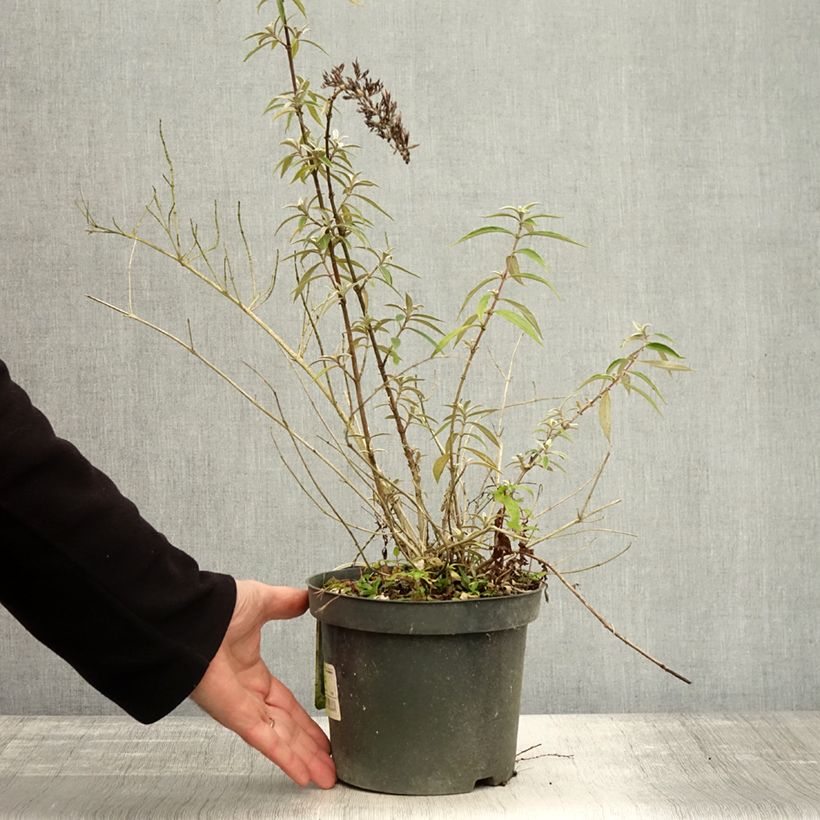 Spécimen de Buddleia davidii Nanho Purple - Arbre aux papillons nain Pot de 2L/3L tel que livré en automne