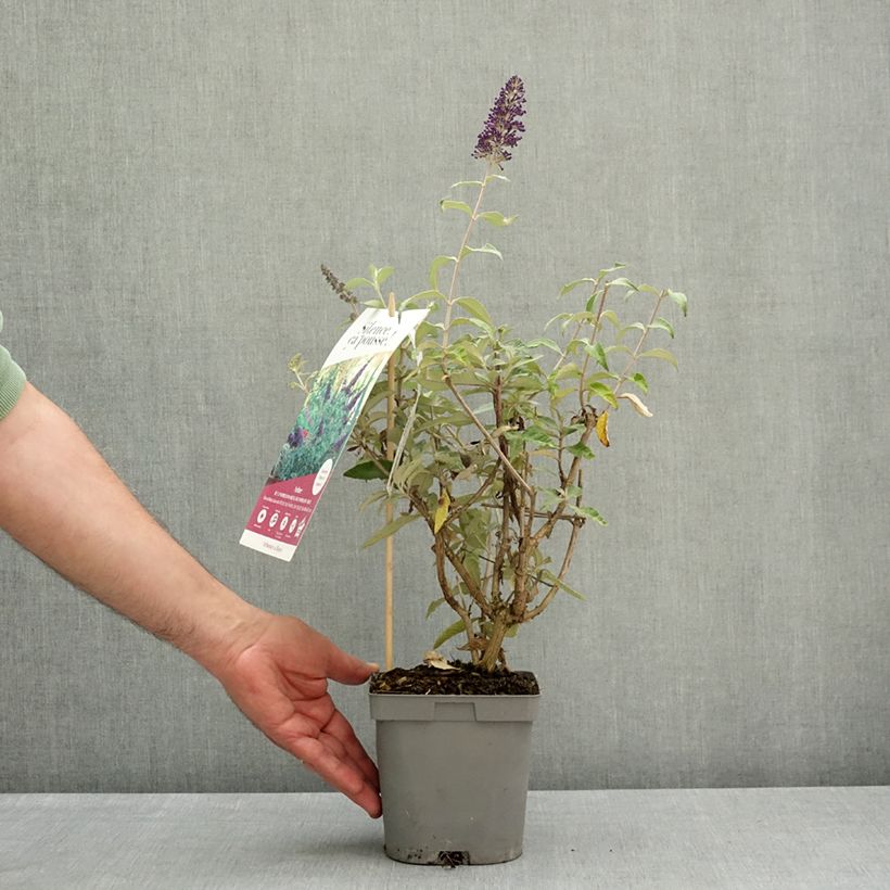 Spécimen de Buddleia davidii Rêve de Papillon Blue - Arbre aux papillons Pot de 2L/3L tel que livré au printemps