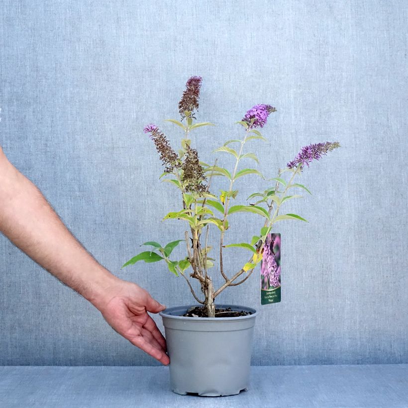Spécimen de Buddleia davidii Rêve de Papillon Pink - Arbre aux papillons Pot de 4L/5L tel que livré en été