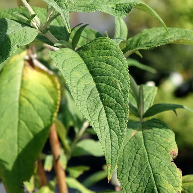 Buddleia davidii Rêve de Papillon Pink - Arbre aux papillons (Foliage)