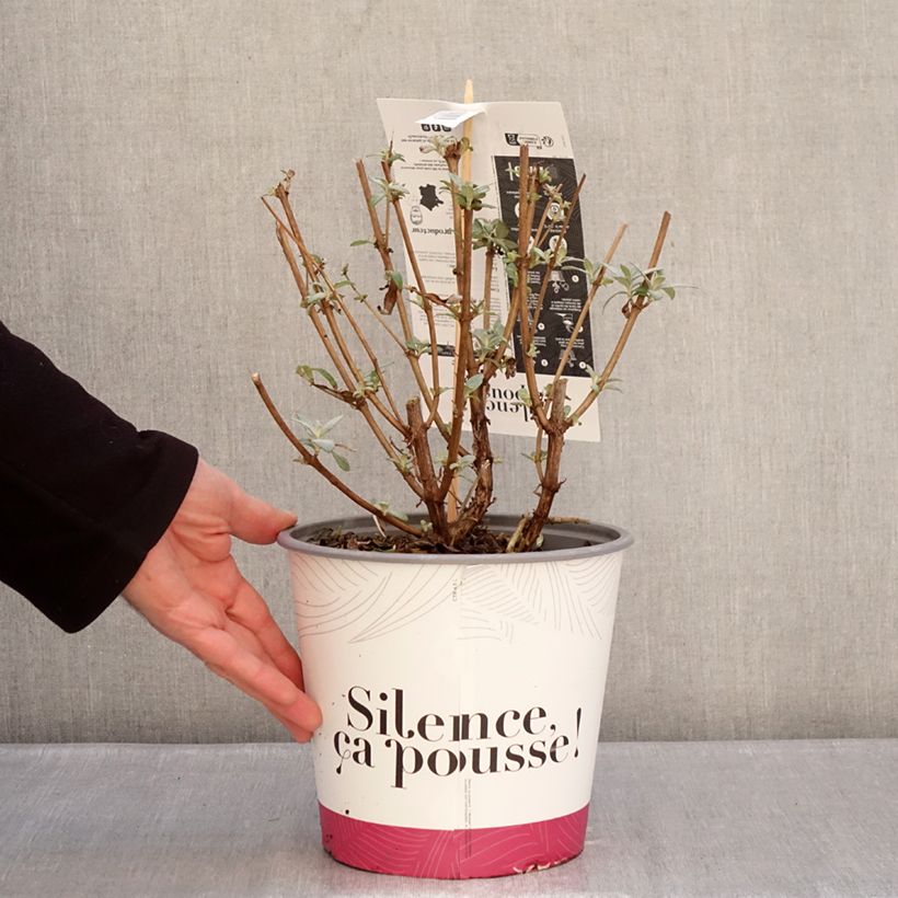 Spécimen de Buddleia davidii Rêve de Papillon Violet - Arbre aux papillons Pot de 2L/3L tel que livré en hiver