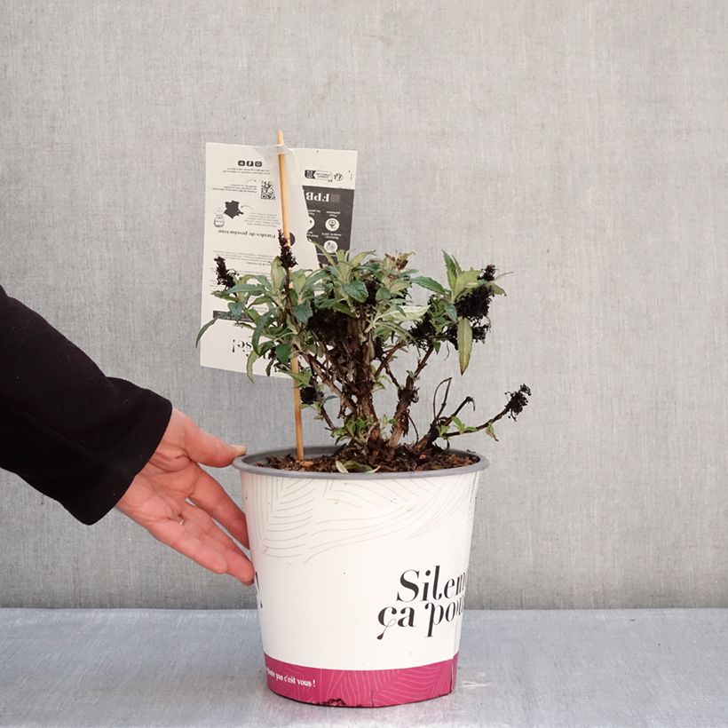 Example of Buddleia davidii Tiny Buddy Deep Blue - Arbre aux papillons nain Pot de 4L/5L as you get in hiver