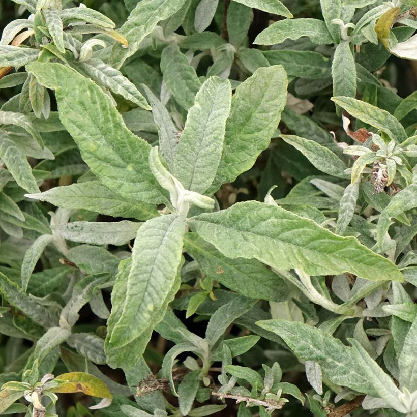 Buddleia davidii White Ball (Foliage)