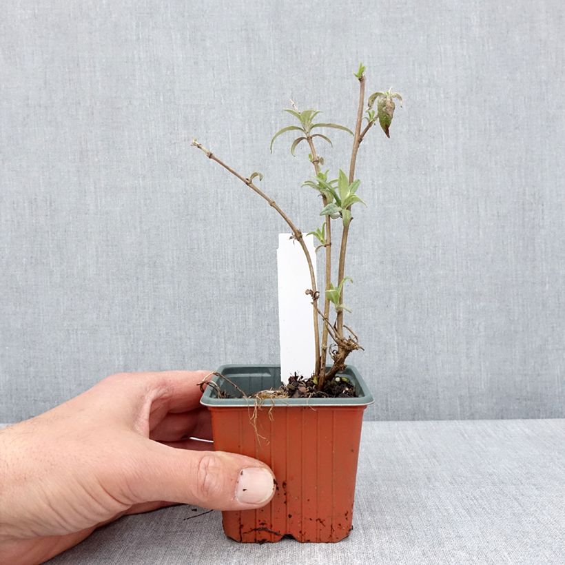 Example of Buddleia davidii White Profusion - Arbre aux papillons Godet de 8/9 cm as you get in printemps