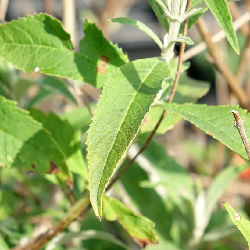 Buddleia davidii White Profusion - Arbre aux papillons (Foliage)