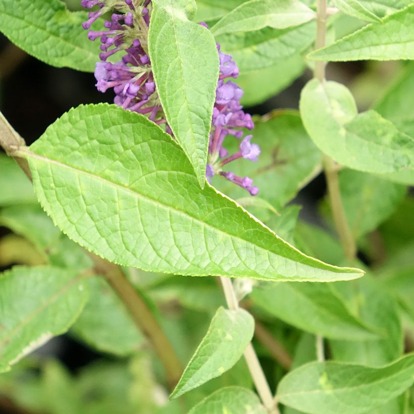 Buddleia Empire Blue - Arbre aux papillons (Foliage)