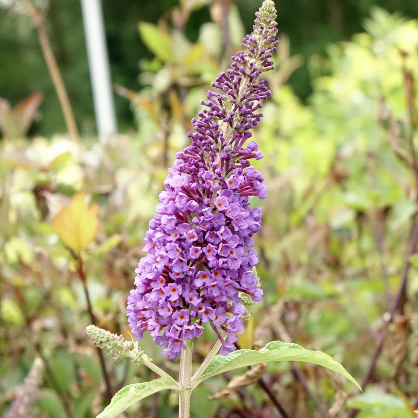 Buddleia Empire Blue - Arbre aux papillons (Flowering)