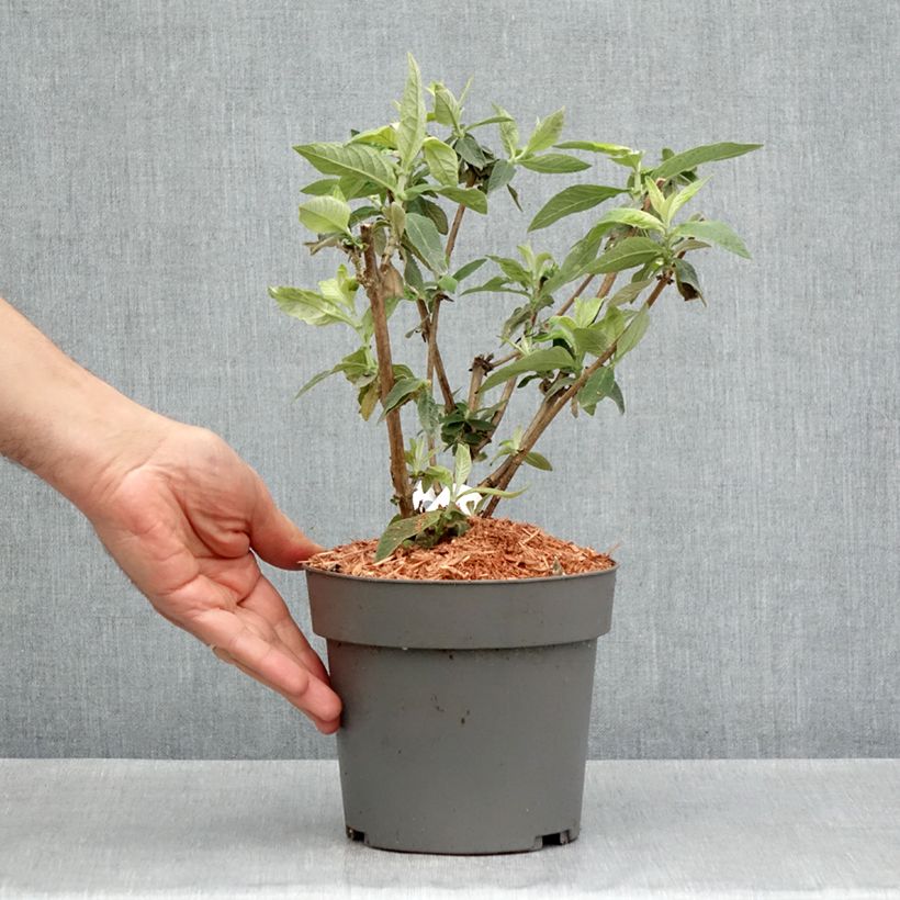 Example of Buddleia Flower Power (Bicolor) - Arbre aux papillons Pot de 2L/3L as you get in printemps