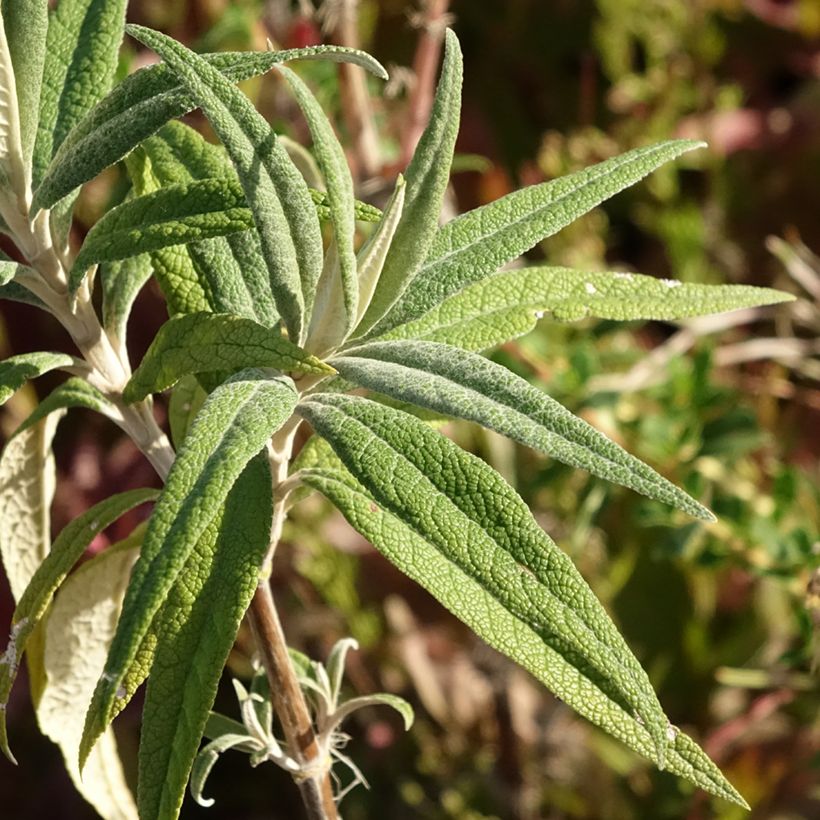 Buddleia globosa - Arbre à papillon à fleurs en boules (Foliage)