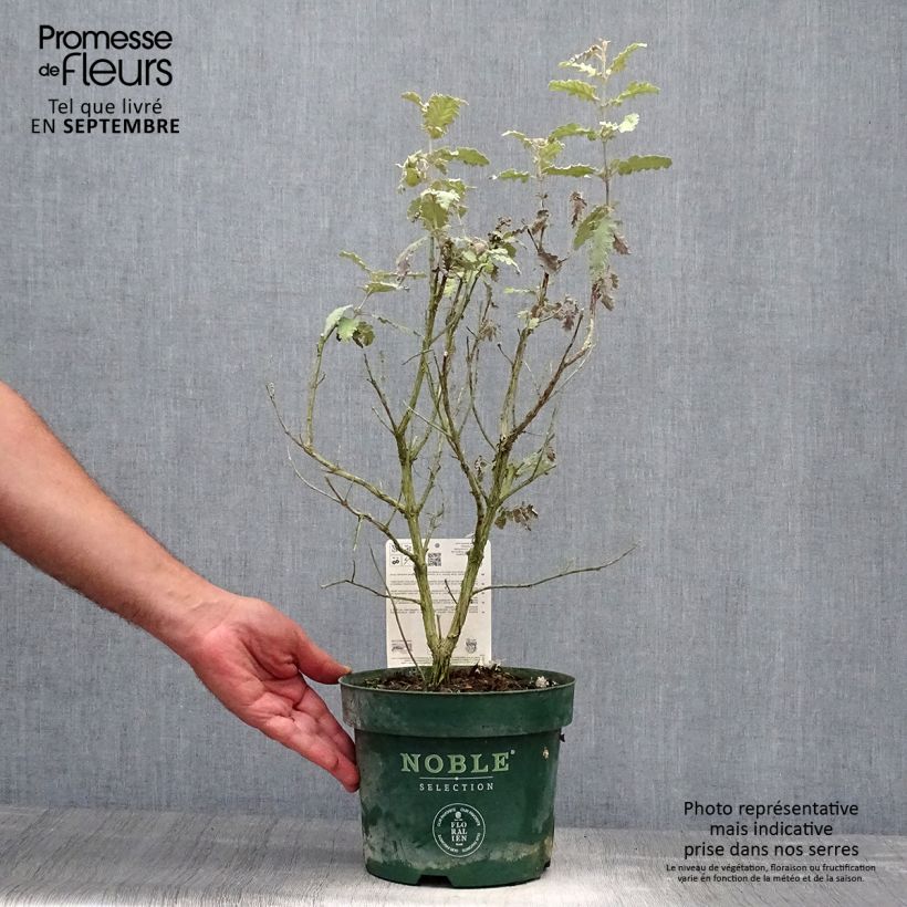 Spécimen de Buddleia glomerata Silver Service - Arbre aux papillons  Pot de 3L/4L tel que livré en automne