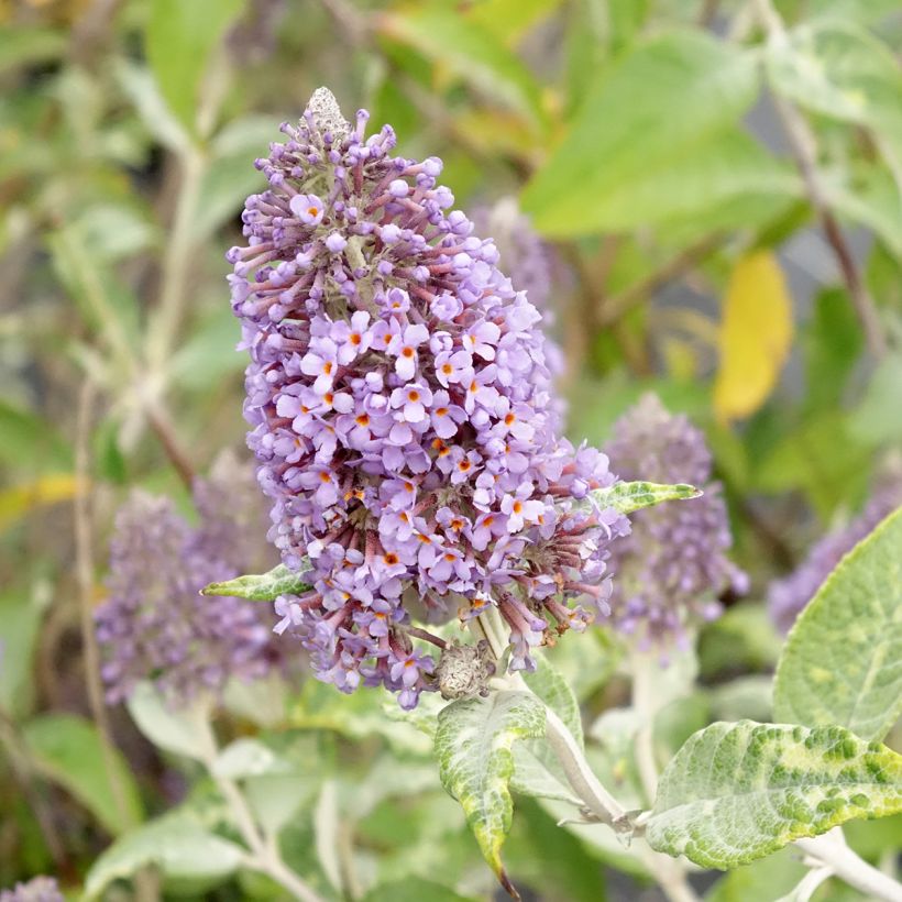 Buddleia Lochinch - Arbre aux papillons (Flowering)